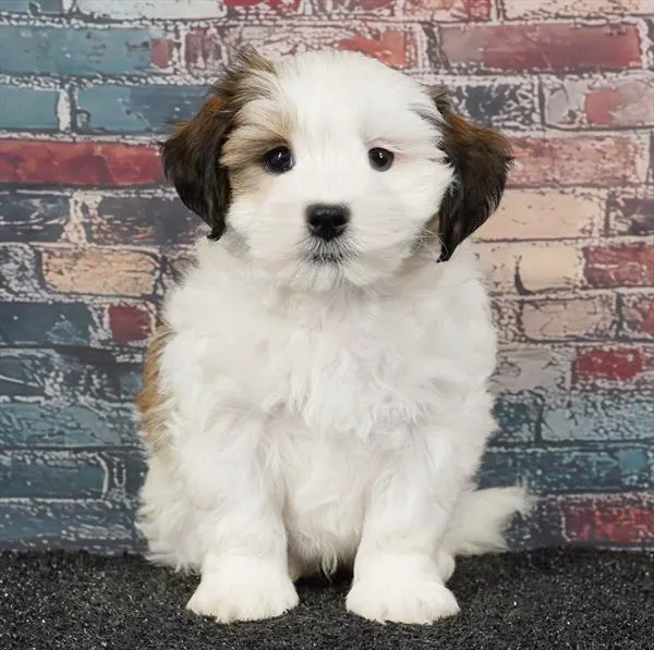 Male Teddy Bear puppy for sale at BFF Puppies.