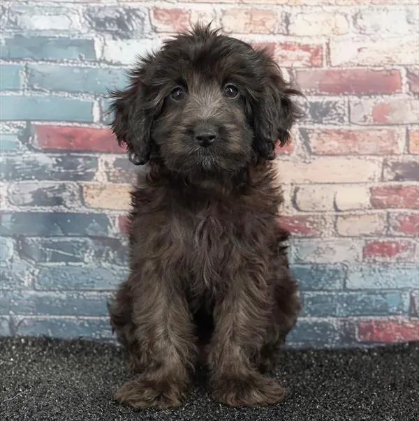 Female Cavapoo puppy for sale at BFF Puppies.