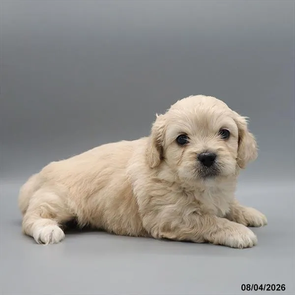 Male Peke-A-Poo puppy for sale at BFF Puppies.