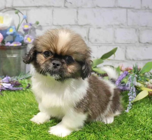 Male Pekingese puppy for sale at BFF Puppies.