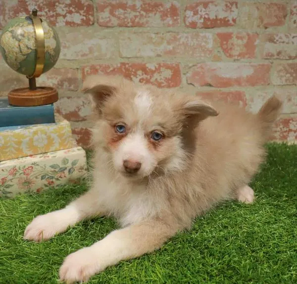 Male Pomsky puppy for sale at BFF Puppies.