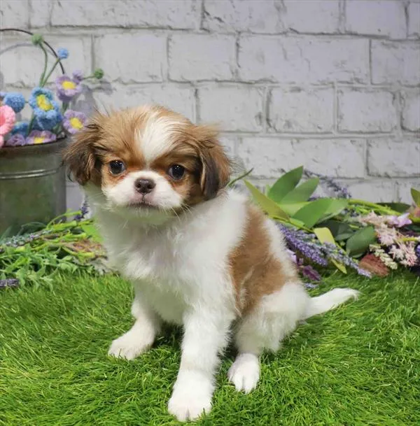 Female Japanese Chin puppy for sale at BFF Puppies.