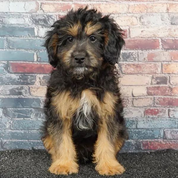 Male Cavapoo puppy for sale at BFF Puppies.