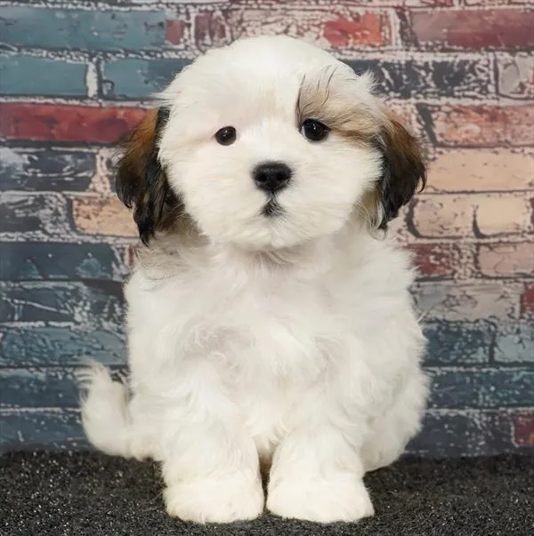 Male Teddy Bear puppy for sale at BFF Puppies.