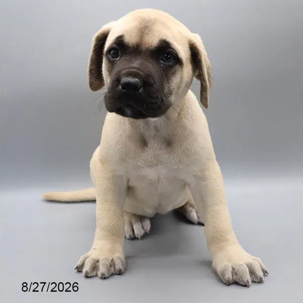 Female English Mastiff puppy for sale at BFF Puppies.