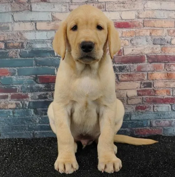 Male Labrador Retriever puppy for sale at BFF Puppies.