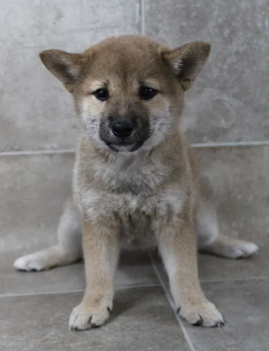 Female Shiba Inu puppy for sale at BFF Puppies.