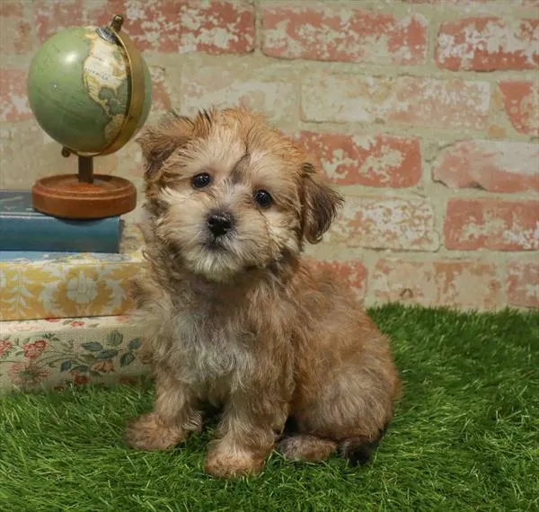 Female Yochon puppy for sale at BFF Puppies.