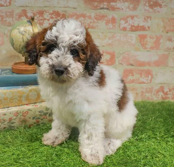 Male Poodle puppy for sale at BFF Puppies.