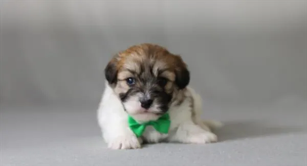 Male Teddy Bear puppy for sale at BFF Puppies.
