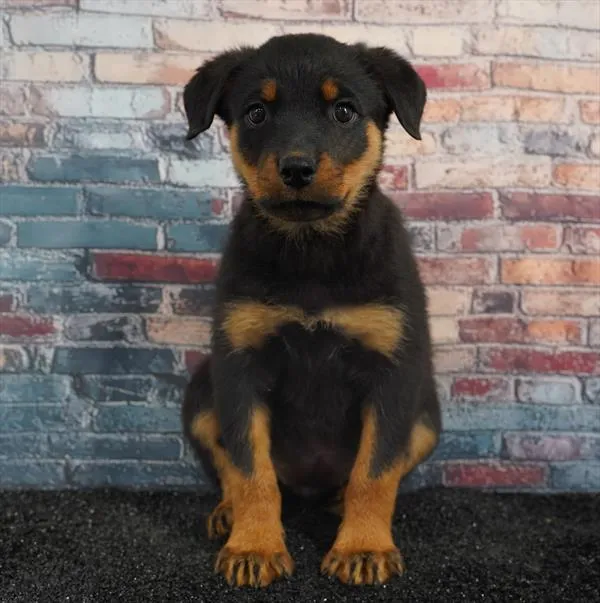 Female Rottweiler puppy for sale at BFF Puppies.