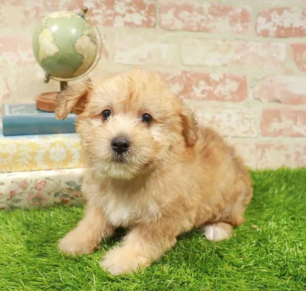 Male Yochon puppy for sale at BFF Puppies.