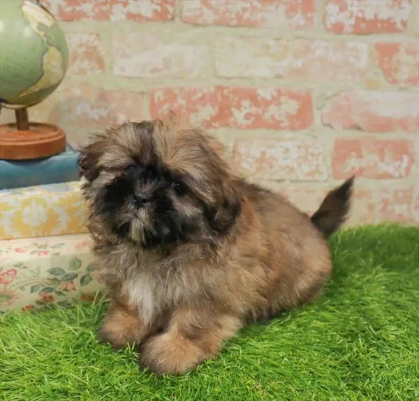 Male Shih Tzu puppy for sale at BFF Puppies.