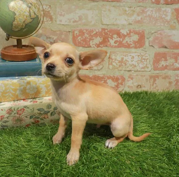 Male Chihuahua puppy for sale at BFF Puppies.