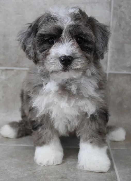Male Bichapoo puppy for sale at BFF Puppies.