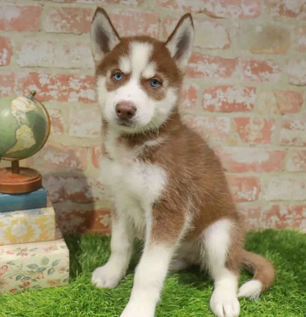 Male Siberian Husky puppy for sale at BFF Puppies.