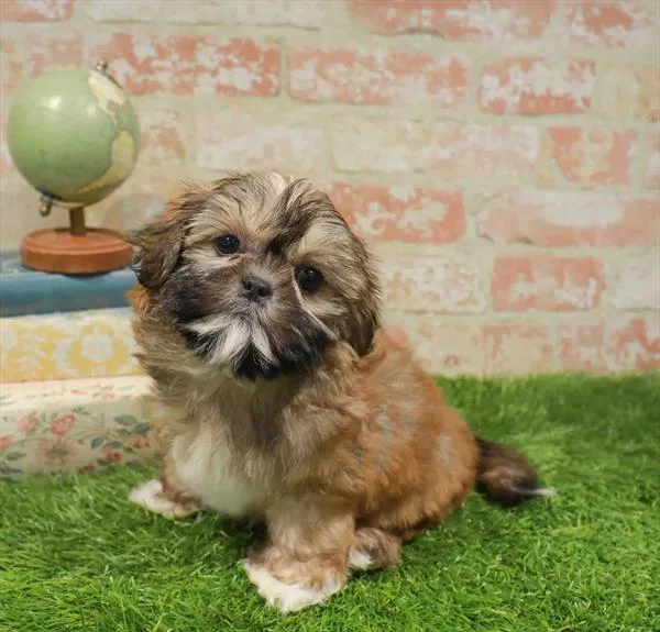 Male Shih Tzu puppy for sale at BFF Puppies.