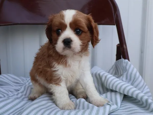 Male Cavalier King Charles Spaniel puppy for sale at BFF Puppies.