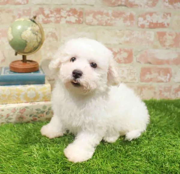Female Bichon puppy for sale at BFF Puppies.