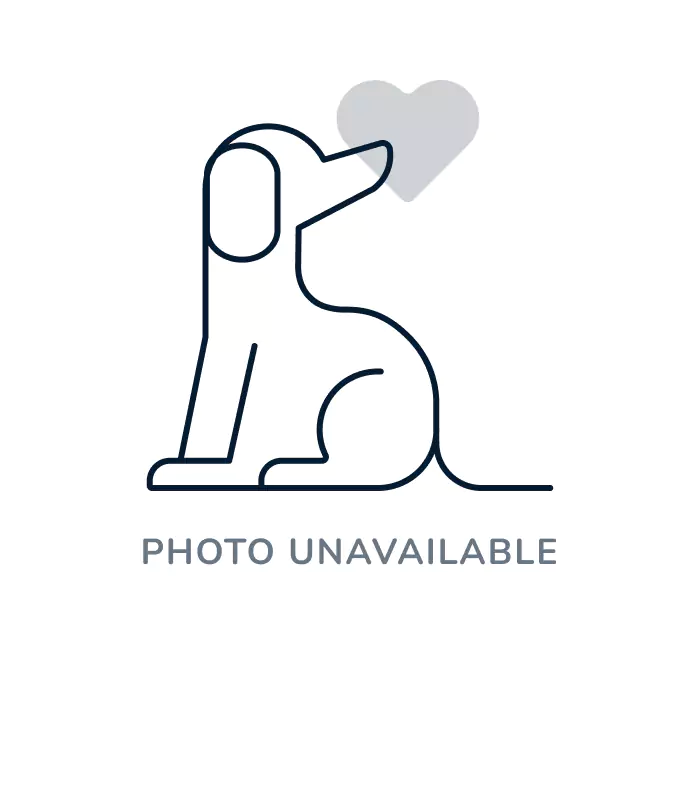 Male Beagle puppy for sale at BFF Puppies.